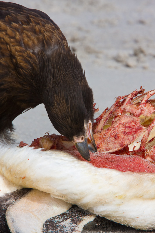 Striated Caracara Eating Gentoo Penguin